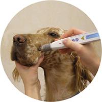 Dog terapia láser y acupuntura láser, laser therapy
