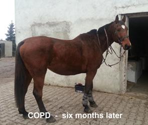 Cob, COPD después de la terapia de láser