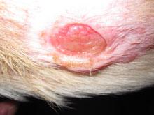 Pelo infectado aAntes de la terapia de láser, skin before laser therapy